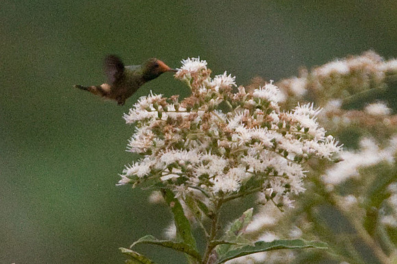 Rufous-Crested Coquette (Lophornis delattrei) female