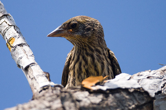 Red-winged Blackbird (Agelaius phoeniceus) juvenile