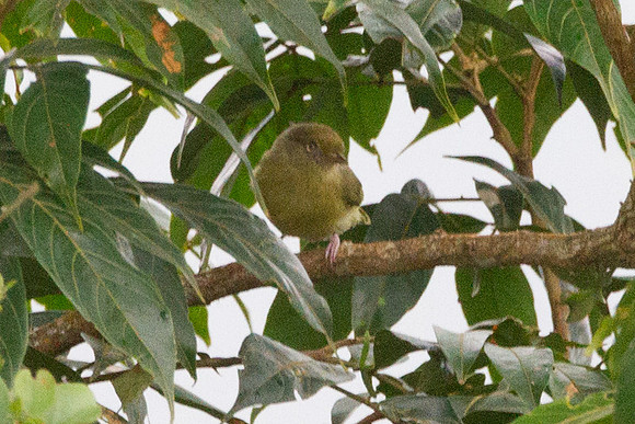Olivaceous Siskin (Carduelis olivacea) female