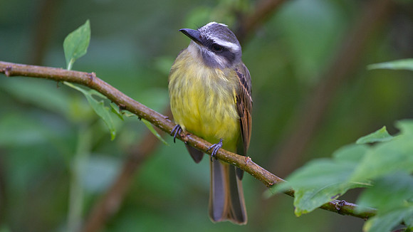 Golden-crowned Flycatcher (Myiodynastes chrysocephalus)