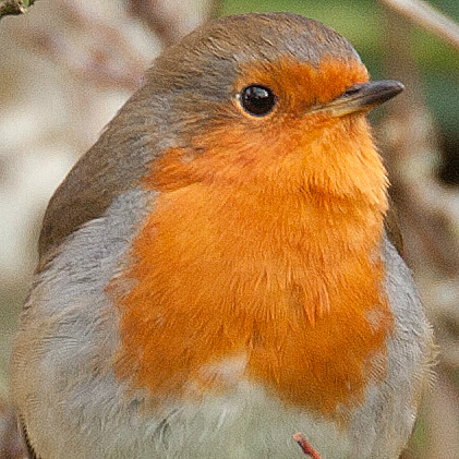 European Robin (Erithacus rubecula)