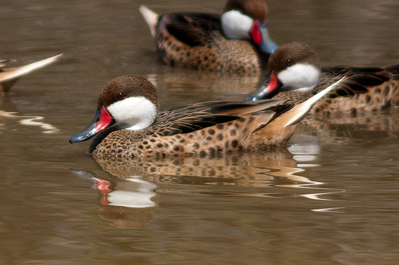 White-cheeked Pintail (Anas bahamensis)