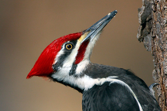 Pileated Woodpecker (Dryocopus pileatus) male