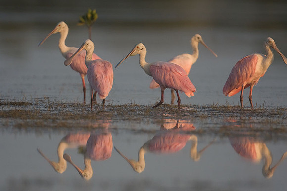 Roseate Spoonbill (Platalea ajaja)