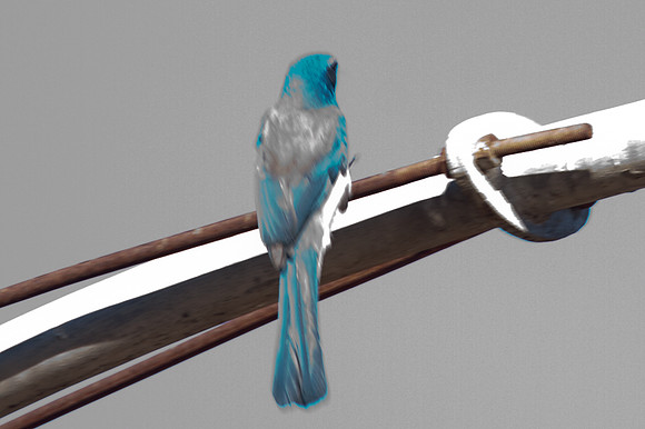 Western Bluebird (Sialia mexicana)