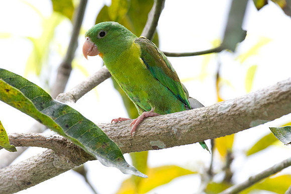 Orange-chinned Parakeet (Brotogeris jugularis) also known as Tovi Parakeet