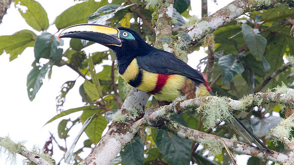 Many-banded Aracari (Pteroglossus pluricinctus)