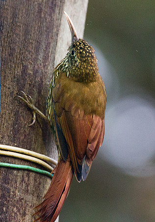 Montane Woodcreeper (Lepidocolaptes lacrymiger)