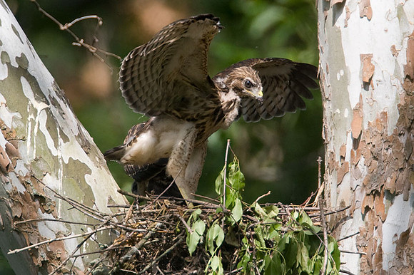 Red-shouldered Hawk (Buteo lineatus) juvenile