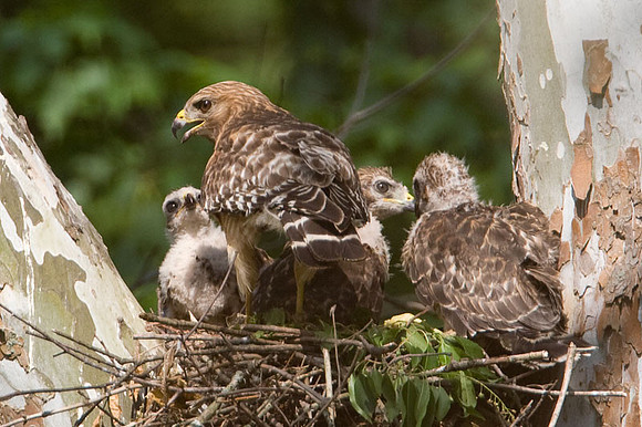 Red-shouldered Hawk (Buteo lineatus) adult and juvenile