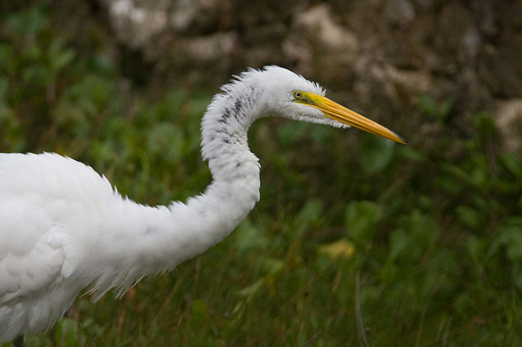 Great Egret (Ardea alba) also known as Great White Egret