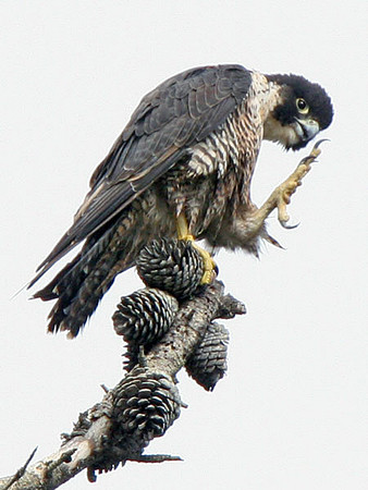 Peregrine Falcon (Falco peregrinus)