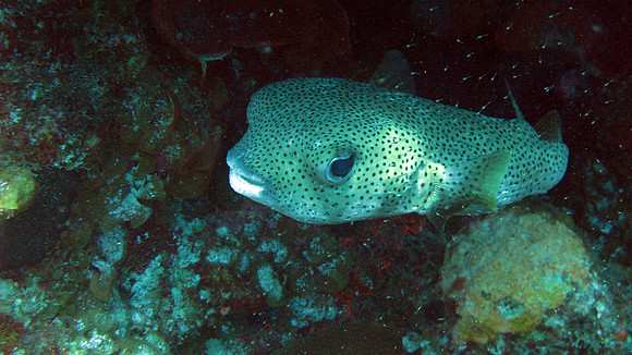 Spotted Pufferfish