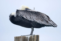 Brown Pelican (Pelecanus occidentalis)