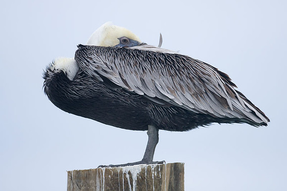 Brown Pelican (Pelecanus occidentalis)
