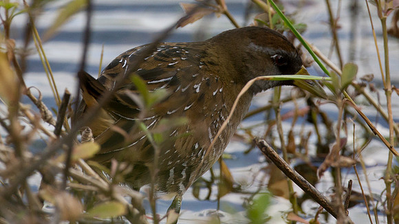 Sora (Porzana carolina)