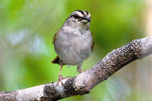 Green-backed Sparrow (Arremonops chloronotus)