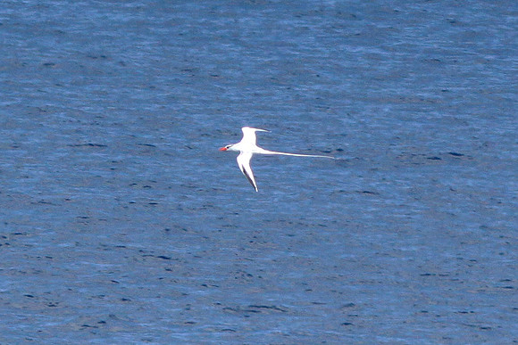 Red-billed Tropicbird (Phaethon aethereus)