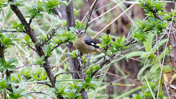 Cinereous Conebill (Conirostrum cinereum)
