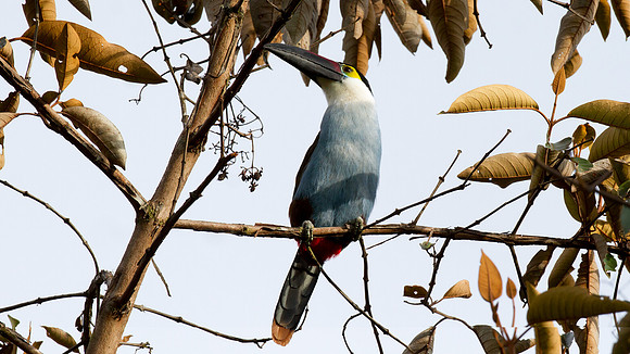 Black-billed Mountain Toucan (Andigena nigrirostris)