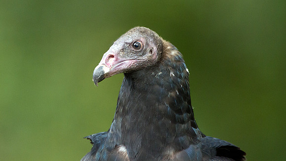 Turkey Vulture (Cathartes aura)