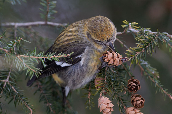 Two-barred Crossbill (Loxia leucoptera) female; also known as White-winged Crossbill