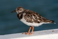 Ruddy Turnstone (Arenaria interpres)