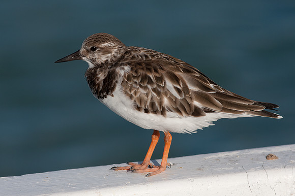 Ruddy Turnstone (Arenaria interpres)