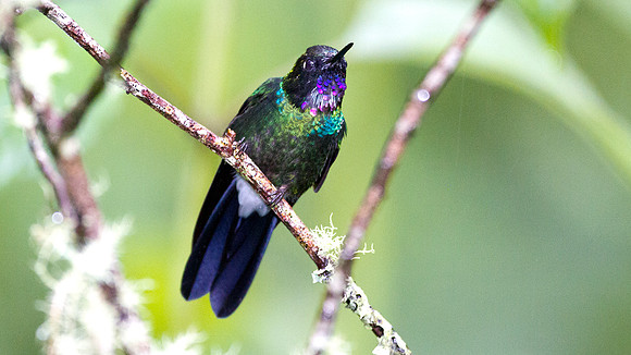 Tourmaline Sunangel (Heliangelus exortis)
