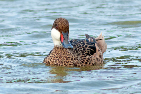 White-cheeked Pintail (Anas bahamensis)