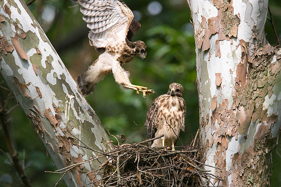 Red-shouldered Hawk (Buteo lineatus) juvenile