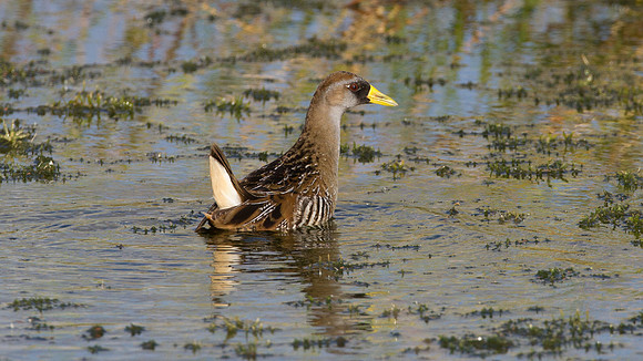 Sora (Porzana carolina)