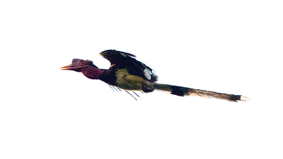 Helmeted Hornbill (Rhinoplax vigil) male
