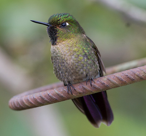 Tyrian Metaltail (Metallura tyrianthina)