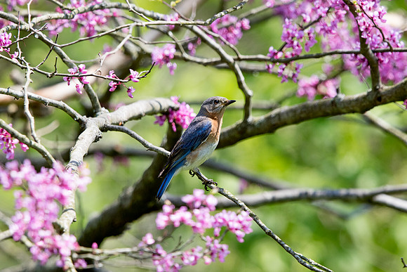 Eastern bluebird (Sialia sialis) in the Redbud Trees