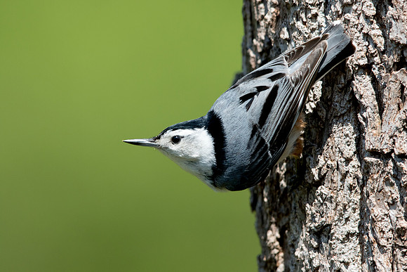 White-breasted nuthatch (Sitta carolinensis)
