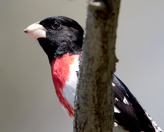 Rose-breasted grosbeak (Pheucticus ludovicianus) Male