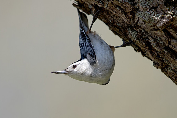 White-breasted nuthatch (Sitta carolinensis)