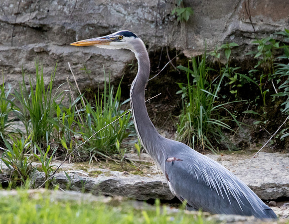 Great blue heron (Ardea herodias)