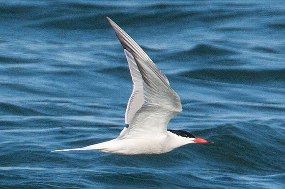 Caspian Tern (Hydroprogne caspia)