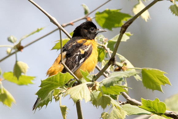 Baltimore oriole (Icterus galbula)