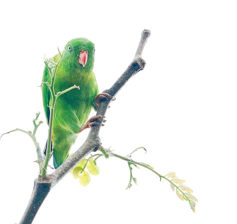 Yellow-throated hanging parrot (Loriculus pusillus)