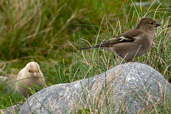 Chaffinch (Fringilla coelebs) albino