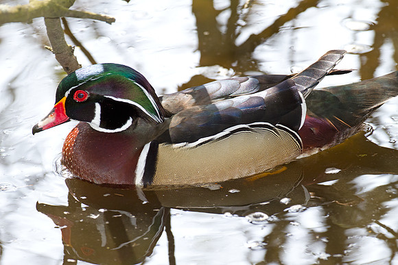 Wood Duck (Aix sponsa) male; also known as Carolina Duck