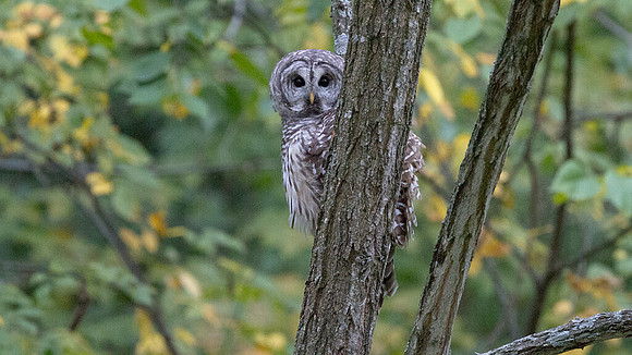 Barred Owl (Strix varia)