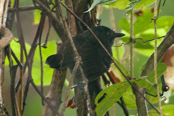 Dusky Antbird (Cercomacra tyrannina) also known as Tyrannine Antbird