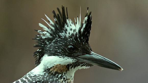 Crested kingfisher (Megaceryle lugubris)