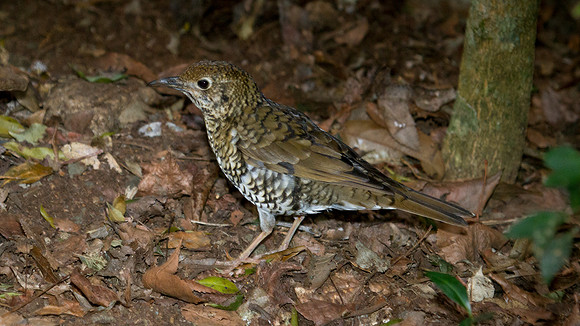Russet-tailed thrush (Zoothera heinei)