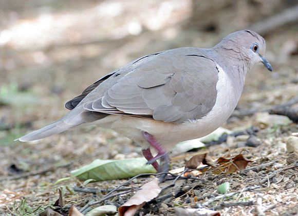 White-tipped Dove (Leptotila verreauxi)