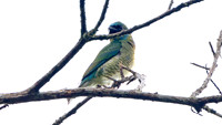 Swallow Tanager (Tersina viridis)